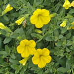 Calibrachoa PortuCal Trailing Yellow